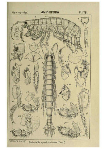 Reproducción/Reproduction 6194958219: An account of the Crustacea of Norway. v.1 Amphipoda (plates) Christiania,A. Cammermeyer,1895-1928