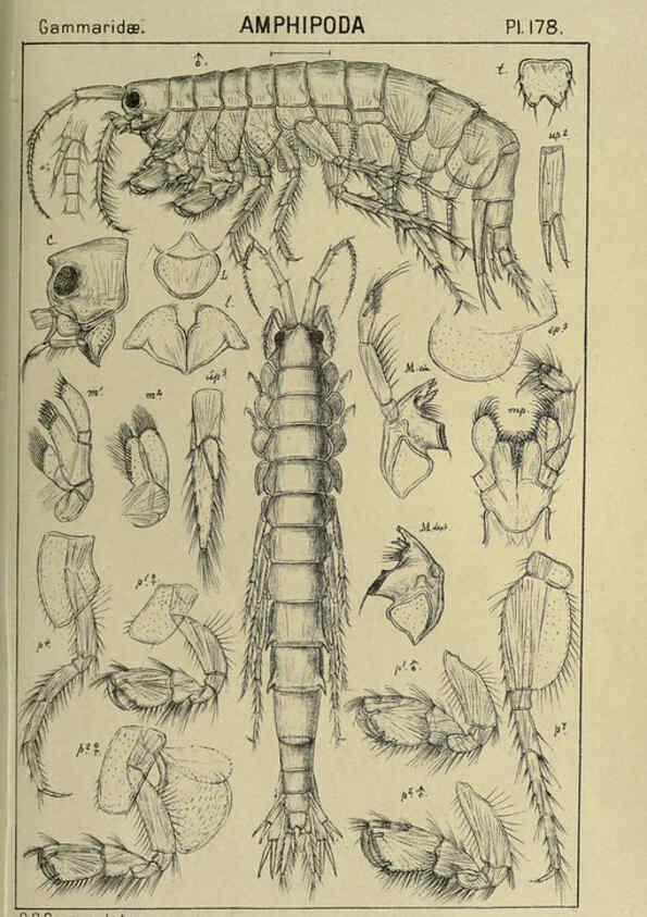 Reproducción/Reproduction 6194958219: An account of the Crustacea of Norway. v.1 Amphipoda (plates) Christiania,A. Cammermeyer,1895-1928