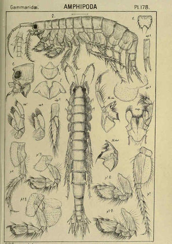 Reproducción/Reproduction 6194958219: An account of the Crustacea of Norway. v.1 Amphipoda (plates) Christiania,A. Cammermeyer,1895-1928