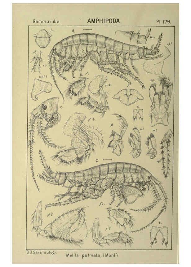 Reproducción/Reproduction 6194958435: An account of the Crustacea of Norway. v.1 Amphipoda (plates) Christiania,A. Cammermeyer,1895-1928