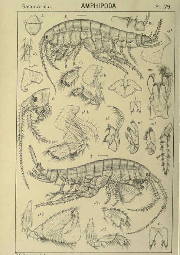 Reproducción/Reproduction 6194958435: An account of the Crustacea of Norway. v.1 Amphipoda (plates) Christiania,A. Cammermeyer,1895-1928