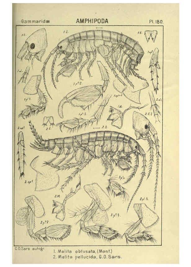 Reproducción/Reproduction 6194958647: An account of the Crustacea of Norway. v.1 Amphipoda (plates) Christiania,A. Cammermeyer,1895-1928