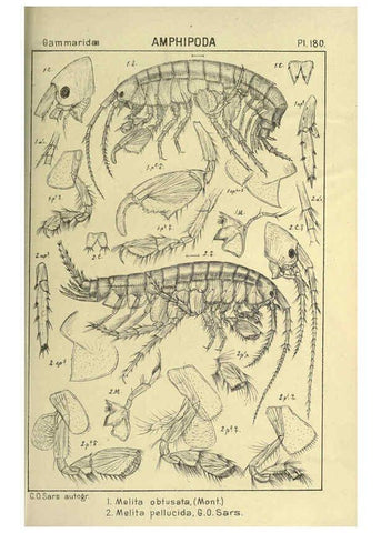 Reproducción/Reproduction 6194958647: An account of the Crustacea of Norway. v.1 Amphipoda (plates) Christiania,A. Cammermeyer,1895-1928