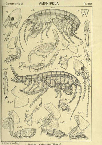 Reproducción/Reproduction 6194958647: An account of the Crustacea of Norway. v.1 Amphipoda (plates) Christiania,A. Cammermeyer,1895-1928