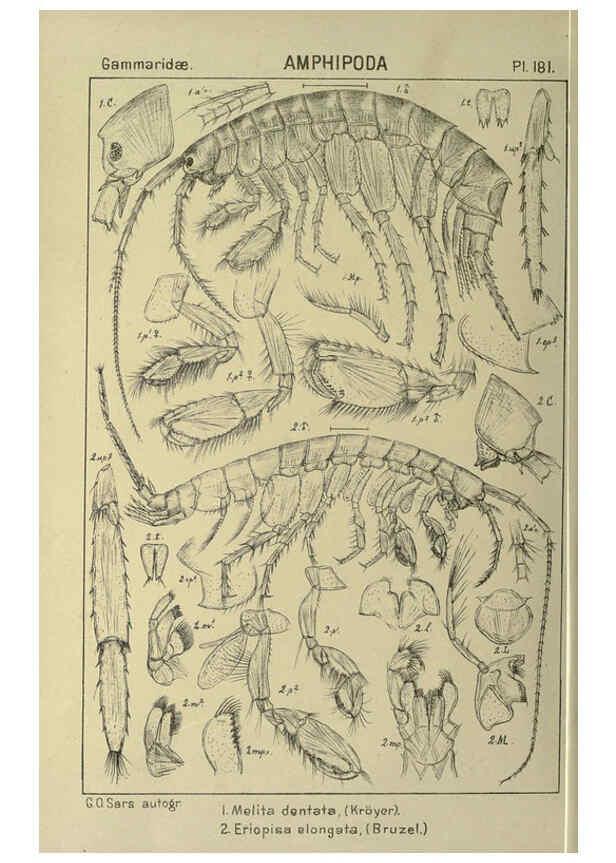 Reproducción/Reproduction 6194958889: An account of the Crustacea of Norway. v.1 Amphipoda (plates) Christiania,A. Cammermeyer,1895-1928