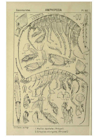 Reproducción/Reproduction 6194958889: An account of the Crustacea of Norway. v.1 Amphipoda (plates) Christiania,A. Cammermeyer,1895-1928