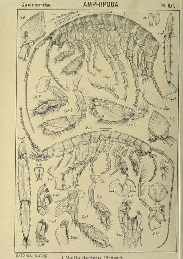 Reproducción/Reproduction 6194958889: An account of the Crustacea of Norway. v.1 Amphipoda (plates) Christiania,A. Cammermeyer,1895-1928