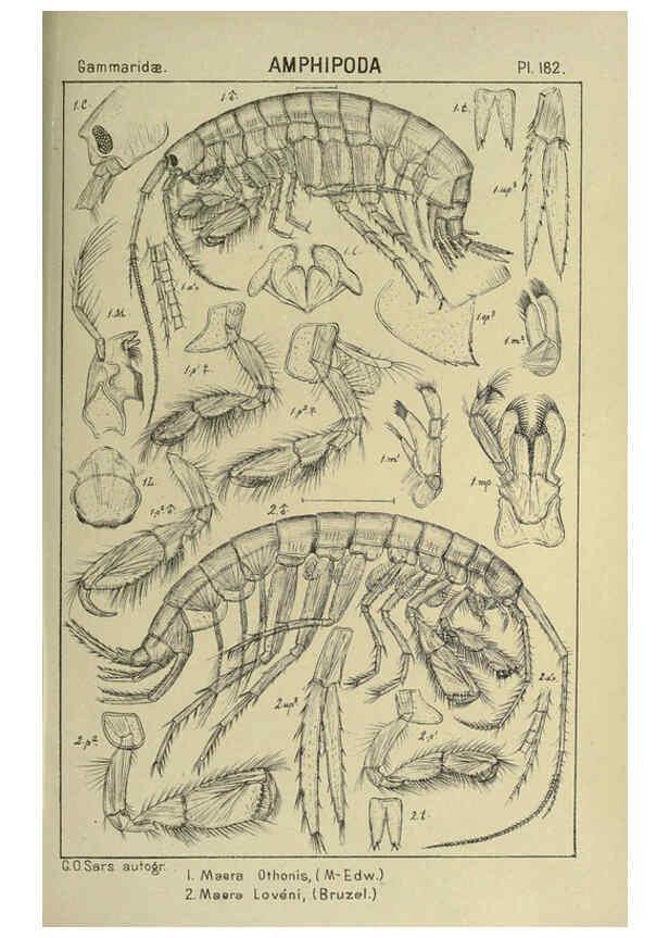 Reproducción/Reproduction 6194959141: An account of the Crustacea of Norway. v.1 Amphipoda (plates) Christiania,A. Cammermeyer,1895-1928