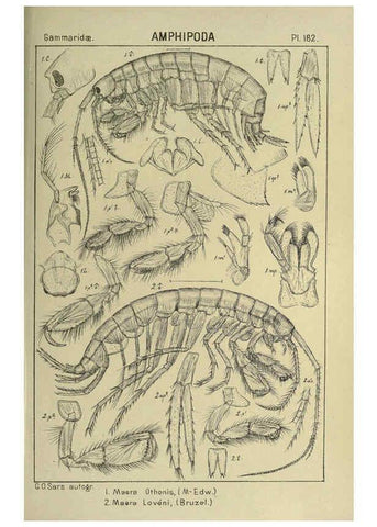 Reproducción/Reproduction 6194959141: An account of the Crustacea of Norway. v.1 Amphipoda (plates) Christiania,A. Cammermeyer,1895-1928