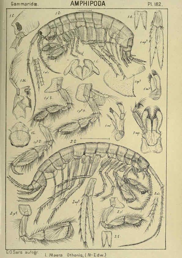 Reproducción/Reproduction 6194959141: An account of the Crustacea of Norway. v.1 Amphipoda (plates) Christiania,A. Cammermeyer,1895-1928