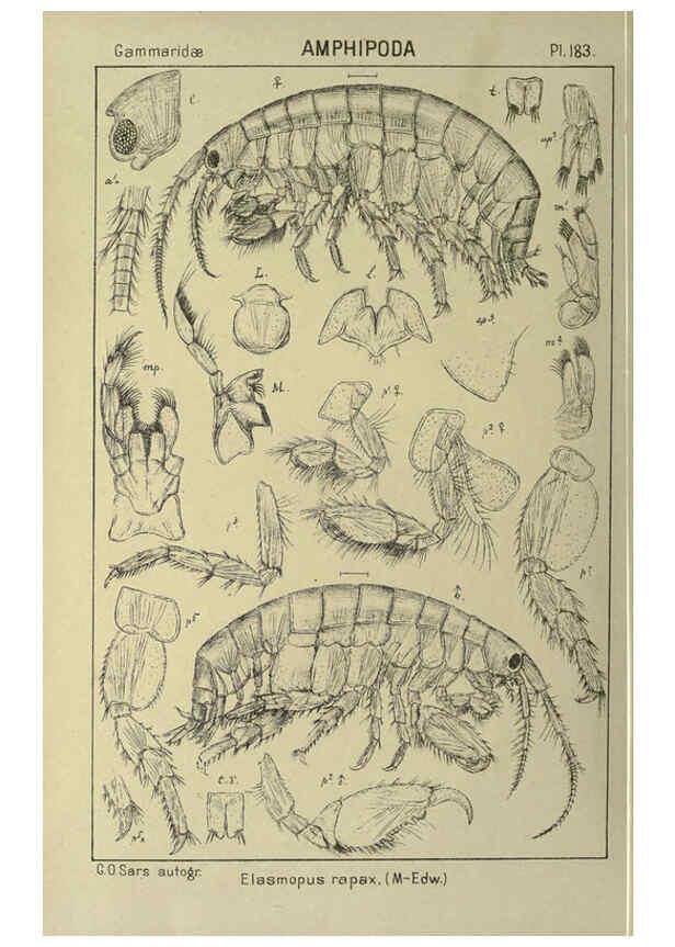 Reproducción/Reproduction 6195476598: An account of the Crustacea of Norway. v.1 Amphipoda (plates) Christiania,A. Cammermeyer,1895-1928