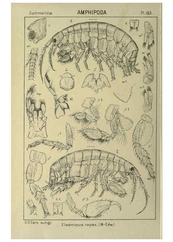 Reproducción/Reproduction 6195476598: An account of the Crustacea of Norway. v.1 Amphipoda (plates) Christiania,A. Cammermeyer,1895-1928
