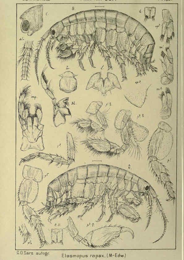Reproducción/Reproduction 6195476598: An account of the Crustacea of Norway. v.1 Amphipoda (plates) Christiania,A. Cammermeyer,1895-1928