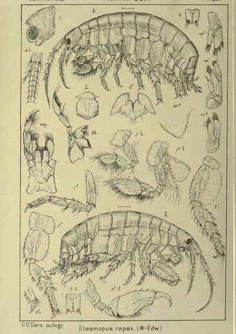Reproducción/Reproduction 6195476598: An account of the Crustacea of Norway. v.1 Amphipoda (plates) Christiania,A. Cammermeyer,1895-1928