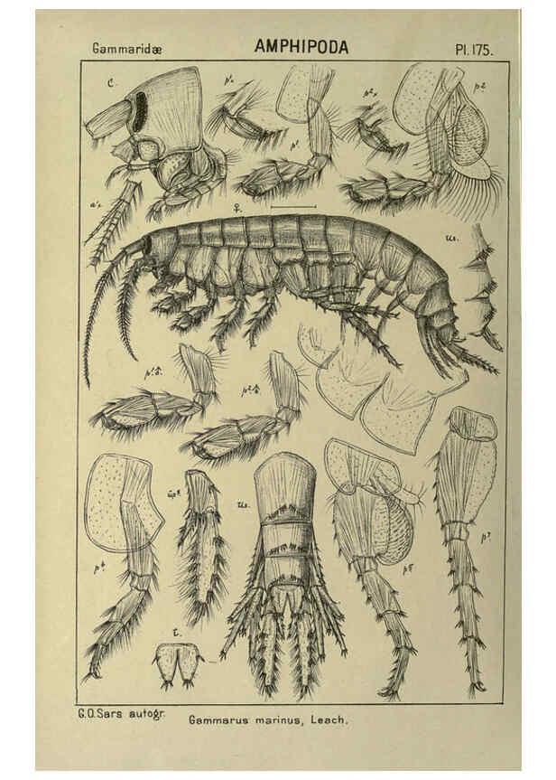 Reproducción/Reproduction 6194957411: An account of the Crustacea of Norway. v.1 Amphipoda (plates) Christiania,A. Cammermeyer,1895-1928