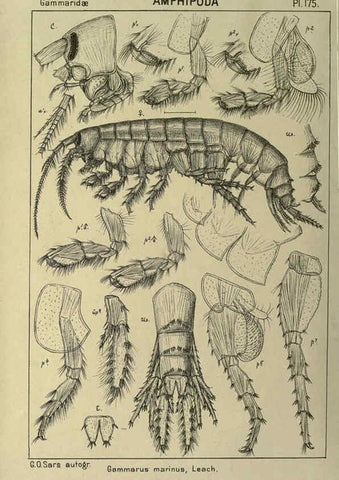 Reproducción/Reproduction 6194957411: An account of the Crustacea of Norway. v.1 Amphipoda (plates) Christiania,A. Cammermeyer,1895-1928