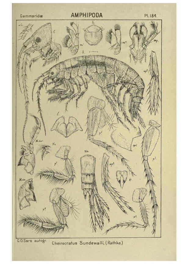 Reproducción/Reproduction 6195476832: An account of the Crustacea of Norway. v.1 Amphipoda (plates) Christiania,A. Cammermeyer,1895-1928
