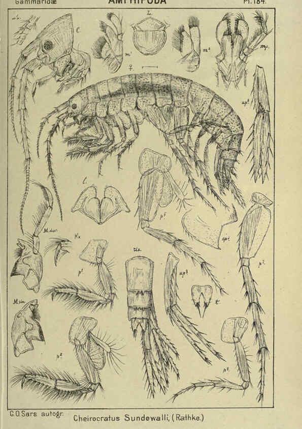 Reproducción/Reproduction 6195476832: An account of the Crustacea of Norway. v.1 Amphipoda (plates) Christiania,A. Cammermeyer,1895-1928