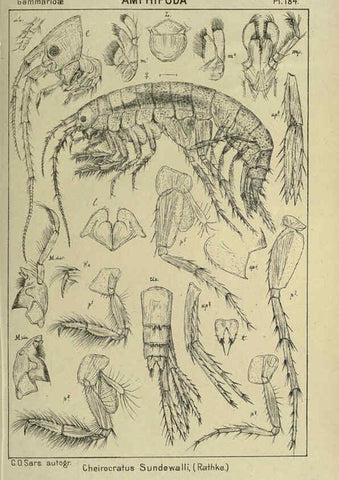 Reproducción/Reproduction 6195476832: An account of the Crustacea of Norway. v.1 Amphipoda (plates) Christiania,A. Cammermeyer,1895-1928