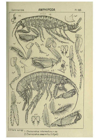 Reproducción/Reproduction 6194960021: An account of the Crustacea of Norway. v.1 Amphipoda (plates) Christiania,A. Cammermeyer,1895-1928