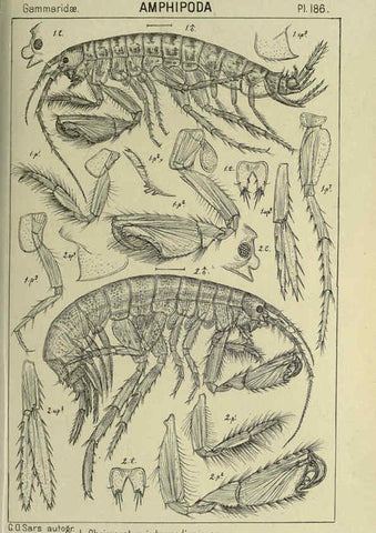 Reproducción/Reproduction 6194960021: An account of the Crustacea of Norway. v.1 Amphipoda (plates) Christiania,A. Cammermeyer,1895-1928