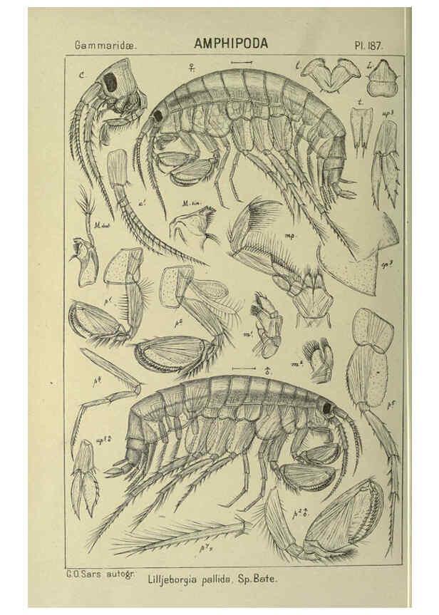 Reproducción/Reproduction 6194961981: An account of the Crustacea of Norway. v.1 Amphipoda (plates) Christiania,A. Cammermeyer,1895-1928