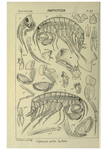 Reproducción/Reproduction 6194961981: An account of the Crustacea of Norway. v.1 Amphipoda (plates) Christiania,A. Cammermeyer,1895-1928