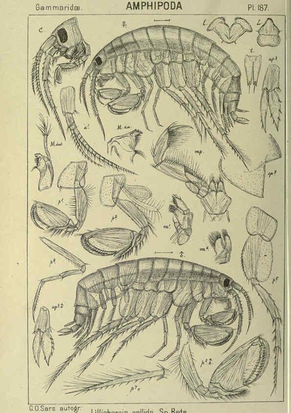 Reproducción/Reproduction 6194961981: An account of the Crustacea of Norway. v.1 Amphipoda (plates) Christiania,A. Cammermeyer,1895-1928