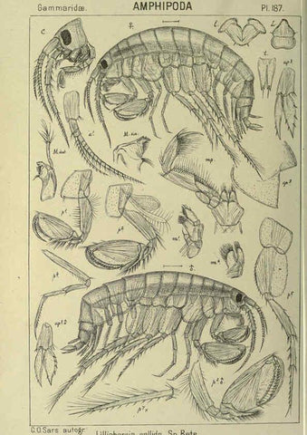 Reproducción/Reproduction 6194961981: An account of the Crustacea of Norway. v.1 Amphipoda (plates) Christiania,A. Cammermeyer,1895-1928