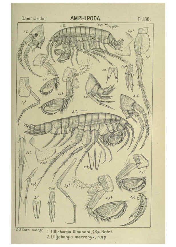 Reproducción/Reproduction 6194962191: An account of the Crustacea of Norway. v.1 Amphipoda (plates) Christiania,A. Cammermeyer,1895-1928