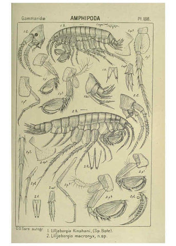 Reproducción/Reproduction 6194962191: An account of the Crustacea of Norway. v.1 Amphipoda (plates) Christiania,A. Cammermeyer,1895-1928