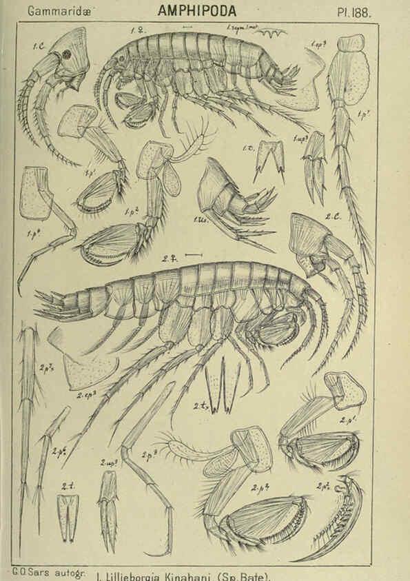 Reproducción/Reproduction 6194962191: An account of the Crustacea of Norway. v.1 Amphipoda (plates) Christiania,A. Cammermeyer,1895-1928