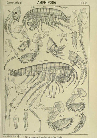 Reproducción/Reproduction 6194962191: An account of the Crustacea of Norway. v.1 Amphipoda (plates) Christiania,A. Cammermeyer,1895-1928