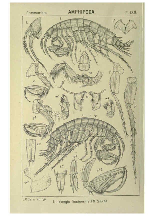 Reproducción/Reproduction 6195479480: An account of the Crustacea of Norway. v.1 Amphipoda (plates) Christiania,A. Cammermeyer,1895-1928