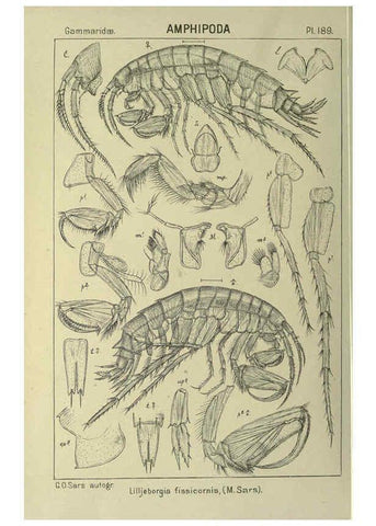 Reproducción/Reproduction 6195479480: An account of the Crustacea of Norway. v.1 Amphipoda (plates) Christiania,A. Cammermeyer,1895-1928