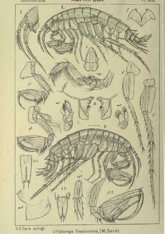 Reproducción/Reproduction 6195479480: An account of the Crustacea of Norway. v.1 Amphipoda (plates) Christiania,A. Cammermeyer,1895-1928