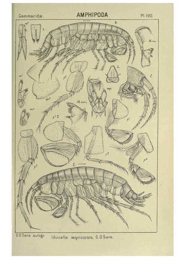 Reproducción/Reproduction 6194962655: An account of the Crustacea of Norway. v.1 Amphipoda (plates) Christiania,A. Cammermeyer,1895-1928