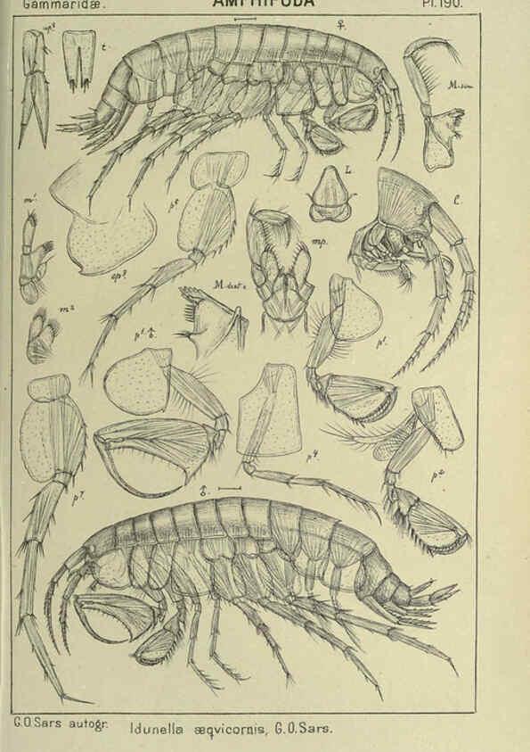 Reproducción/Reproduction 6194962655: An account of the Crustacea of Norway. v.1 Amphipoda (plates) Christiania,A. Cammermeyer,1895-1928