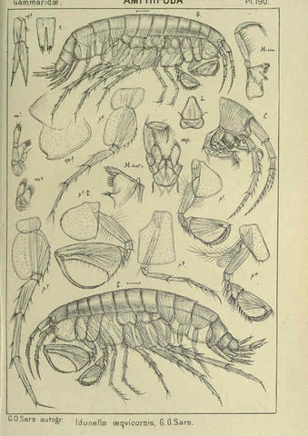 Reproducción/Reproduction 6194962655: An account of the Crustacea of Norway. v.1 Amphipoda (plates) Christiania,A. Cammermeyer,1895-1928