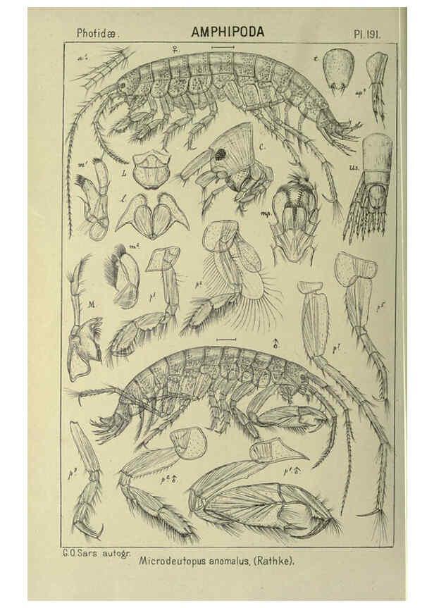 Reproducción/Reproduction 6195479952: An account of the Crustacea of Norway. v.1 Amphipoda (plates) Christiania,A. Cammermeyer,1895-1928