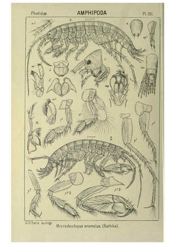 Reproducción/Reproduction 6195479952: An account of the Crustacea of Norway. v.1 Amphipoda (plates) Christiania,A. Cammermeyer,1895-1928