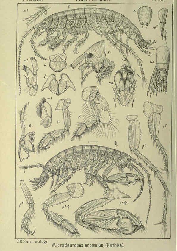 Reproducción/Reproduction 6195479952: An account of the Crustacea of Norway. v.1 Amphipoda (plates) Christiania,A. Cammermeyer,1895-1928