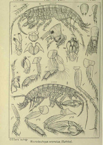 Reproducción/Reproduction 6195479952: An account of the Crustacea of Norway. v.1 Amphipoda (plates) Christiania,A. Cammermeyer,1895-1928
