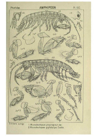 Reproducción/Reproduction 6194963959: An account of the Crustacea of Norway. v.1 Amphipoda (plates) Christiania,A. Cammermeyer,1895-1928