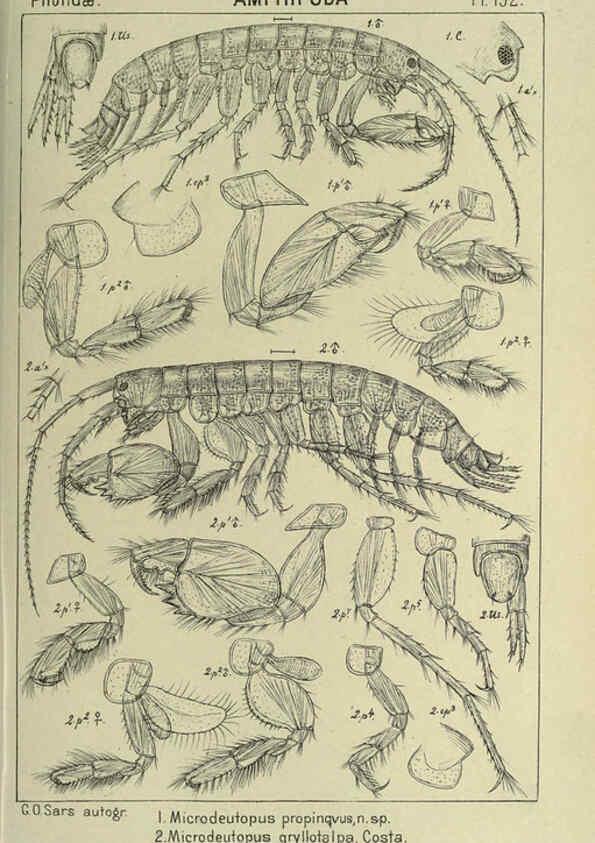 Reproducción/Reproduction 6194963959: An account of the Crustacea of Norway. v.1 Amphipoda (plates) Christiania,A. Cammermeyer,1895-1928