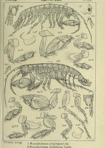 Reproducción/Reproduction 6194963959: An account of the Crustacea of Norway. v.1 Amphipoda (plates) Christiania,A. Cammermeyer,1895-1928