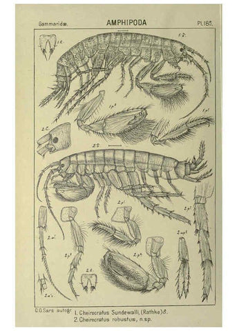 Reproducción/Reproduction 6194959803: An account of the Crustacea of Norway. v.1 Amphipoda (plates) Christiania,A. Cammermeyer,1895-1928