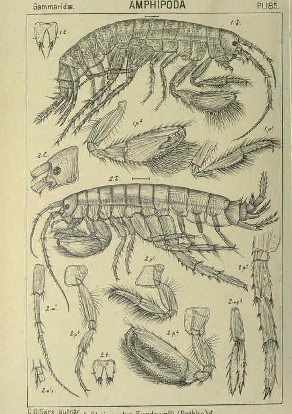 Reproducción/Reproduction 6194959803: An account of the Crustacea of Norway. v.1 Amphipoda (plates) Christiania,A. Cammermeyer,1895-1928