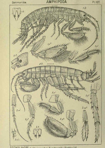 Reproducción/Reproduction 6194959803: An account of the Crustacea of Norway. v.1 Amphipoda (plates) Christiania,A. Cammermeyer,1895-1928