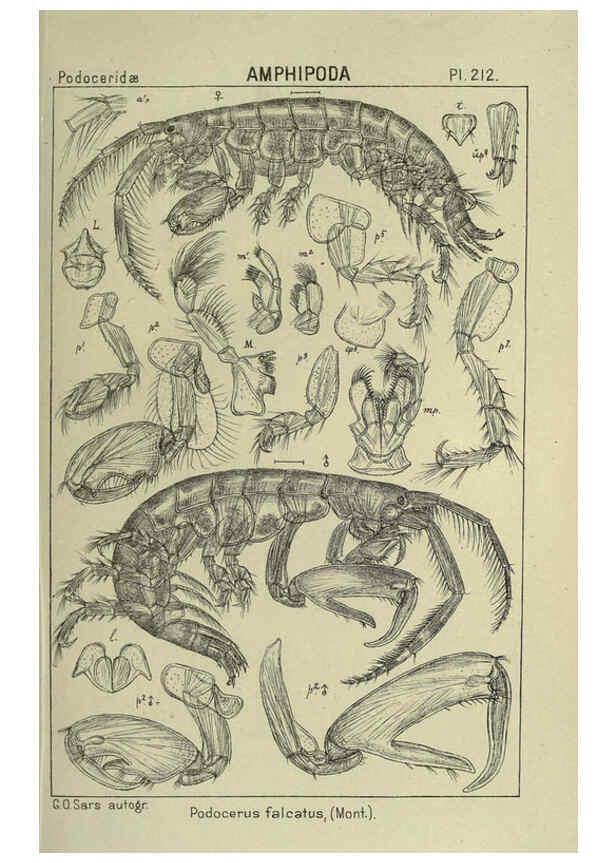 Reproducción/Reproduction 6194968503: An account of the Crustacea of Norway. v.1 Amphipoda (plates) Christiania,A. Cammermeyer,1895-1928